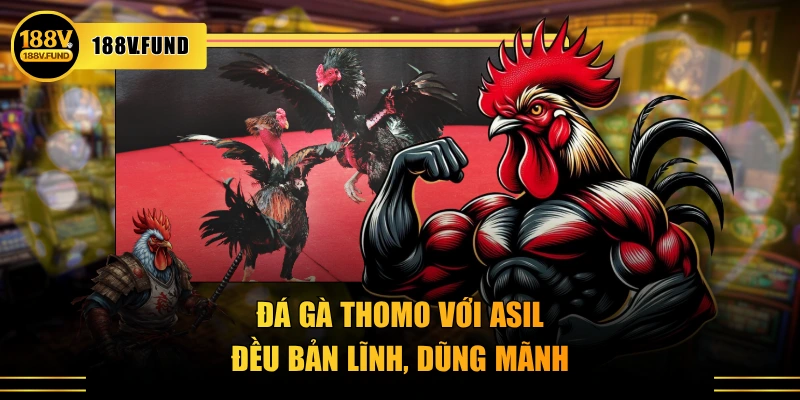 Đá gà Thomo với Asil đều bản lĩnh, dũng mãnh